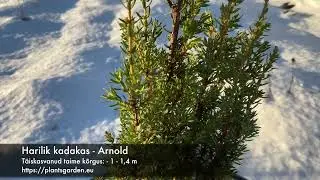 Harilik kadakas - Arnold 4K