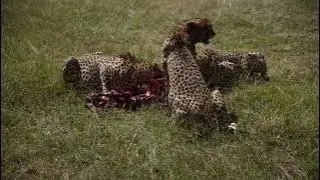 Three of the famous Tano Bora cheetah group feasting .