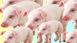 Minecraft: Oops! All Pigs || Stream Highlights