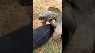 Черепашка расист