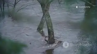 Monkey drowned 