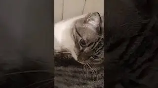 Он сам не хочет, а я съедаю