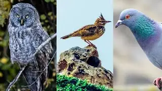 Siz hansı qrupa aidsiniz? Bayquşlara, Torağaylara, yoxsa Göyərçinlərə? - Yuxu haqqında ARAŞDIRMA