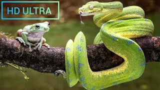 Amazing scene of wild Animals