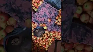 I Built an Apple Bed, Then Slept in it #funnyvideo #shorts #viralvideo