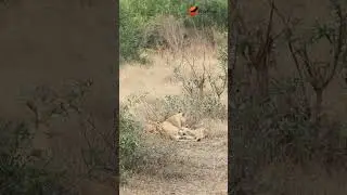 When mom says no more milk, but you try your luck anyway... 🦁 #wildlife #lion #africanlionsafari