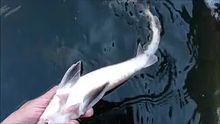 Sturgeon circulation on fish farms...or how sturgeon transportation/reception is organized