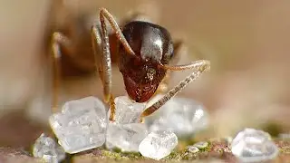 Sugar Ant 🍯 🐜 - Macro Video / Photography - Panasonic + Raynox - Macro Shots
