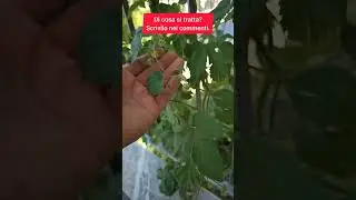 Pianta dal frutto estivo