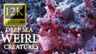 12K HDR 60fps Dolby Vision - Deep Sea Weird Creatures - Strange Animal World - Part 2