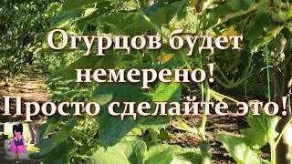 Срочно! Если огурцы ленятся и не дают урожай. Подкормка огурцов для интенсивного плодоношения