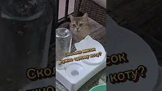 Сколько мисок нужно одному коту? #cats