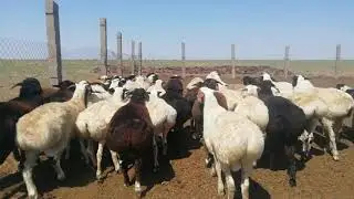 Едилбай козылары