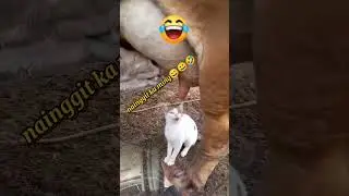 Pusa dumede sa baka