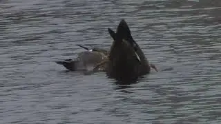 Artistic Swimming with the Gadwalls