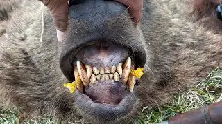 Холодец из марала
