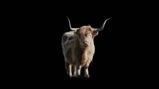 Highland cows overlay eating highland cow green screen cow overlay animation