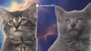 Песня Мяу Мяу! Cat Music