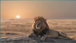 Dagaal libaaxa iyo jeerta HD  Q.1