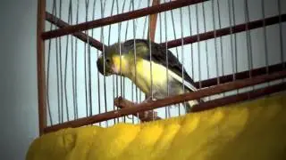 CANARIO CANTANDO HD