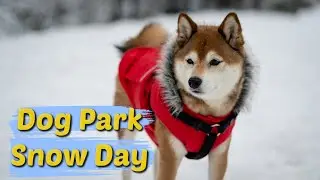 Snow Day At The Dog Park