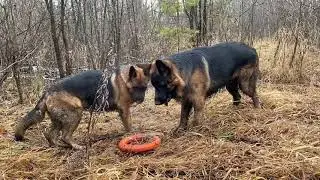 German Shepherd || В НОГУ С НЕМЕЦКИМИ ОВЧАРКАМИ || Vlog