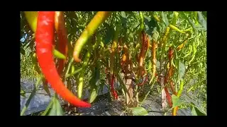 Kebun cabe merah siap di panen