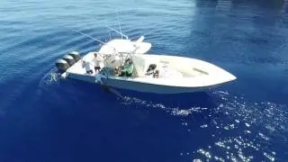 BLUE MARLIN CATCH IN GULF OF MEXICO - OUT OF VENICE, LOUISIANA