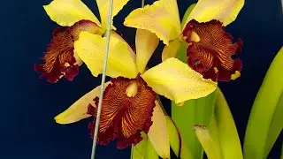 Cattleya Dowiana