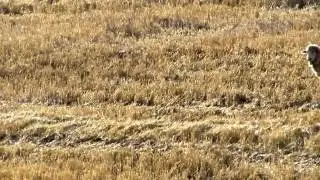 perfect day run little sheep run