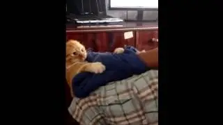 Мстительный кот!!! Смешно до слез!