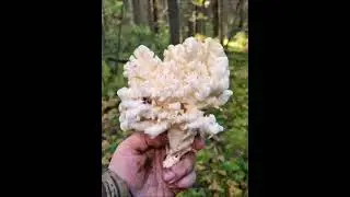 Прогулка с туристом