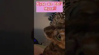 #зима #муха и #Несси#ориентальнаякошка