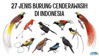 27 Jenis Burung Cenderawasih (Birds of Paradise) di Indonesia