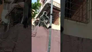 Hanuman 🐒