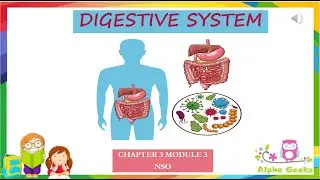 Digestion