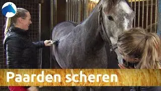 Hoe scheer je je paard? | NH Bokt TV