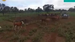 System Modern cattle processing