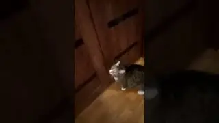 МОЙ КОТ СУМА СОШЁЛ? ПРЯМ ОРЁТ В 6 УТРА. Уж извините что заругался!