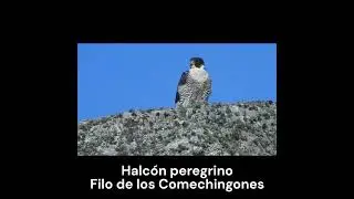 "Halcón peregrino".  #birds #avesdeargentina #shorts