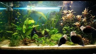 Как правильно делать уборку в аквариуме нерестовике How to do the cleaning in the aquarium spawning
