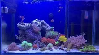 Mixed reef tank SPS LPS soft coral