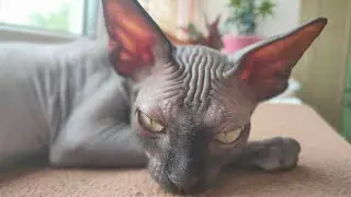 Любимец и любимые места