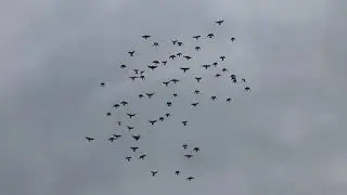Полеты Николаевских голубей в сильный ветер / Flying pigeons / Первые результаты полета, на время/