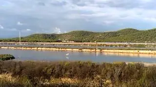 Walking in Ibiza: The flamingos in Ses Salines Nature Park