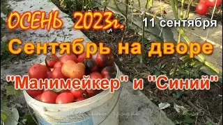 Осень  Сентябрь.  Манимейкер и Блу (Синий).