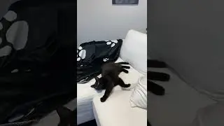 Ogni animale domestico merita una stampa su tela speciale solo per lui, non sei d'accordo?