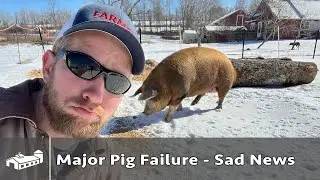 Major Pig Failure - Sad News