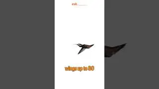 🌺🕊️ "Masters of the Sky: The Hummingbird's Incredible Flight Skills" #askiitians