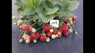 Lord strawberry, description of the variety (English variety)